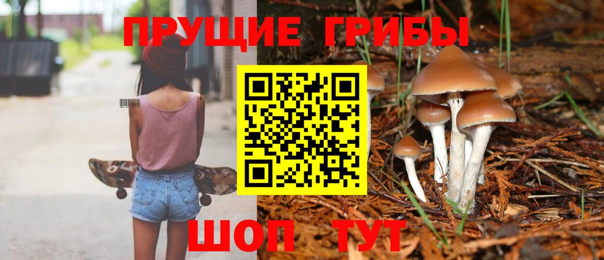 Псилоцибиновые грибы Psilocybe Прокопьевск